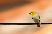 Bird on a Wire